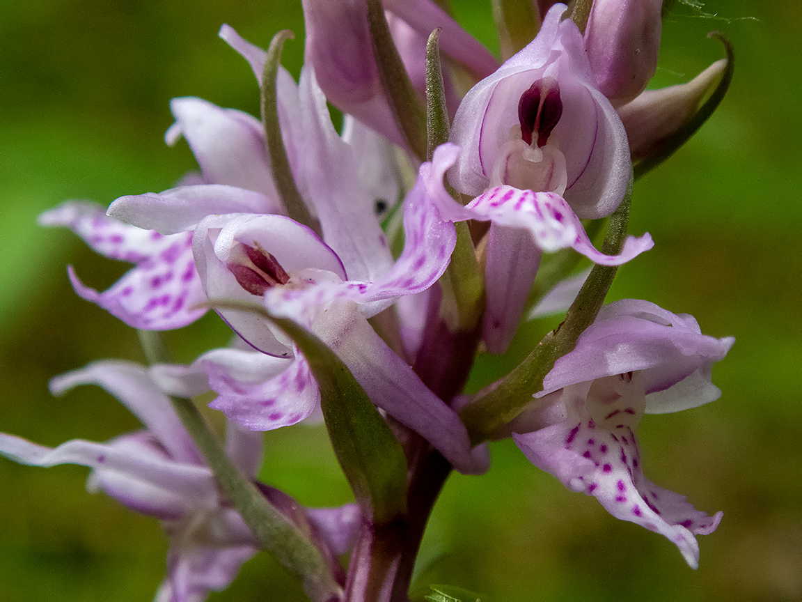 Image of Dactylorhiza fuchsii specimen.