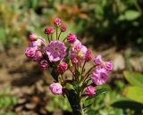 Kalmia polifolia