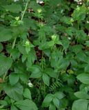 Astrantia maxima