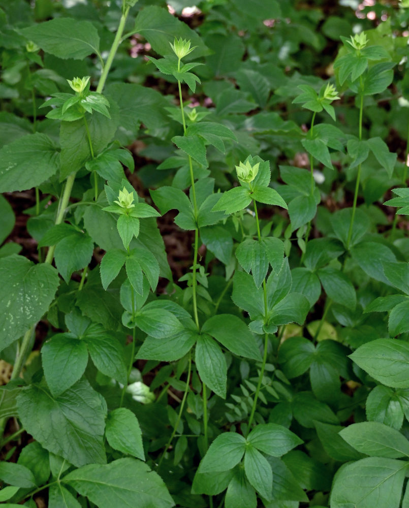 Image of Astrantia maxima specimen.