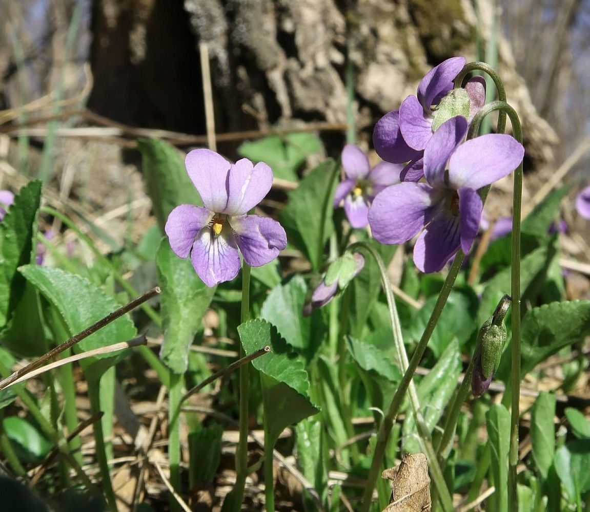 Изображение особи Viola hirta.