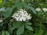 Sambucus nigra. Соцветие и листья. Краснодарский край, г/о Сочи, Хостинский р-н, Тисо-самшитовая роща. 01.06.2022.