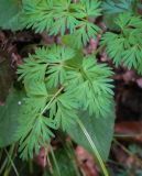 familia Apiaceae