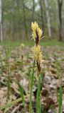 Carex pilosa. Верхушки побегов с мужскими (вверху) и женскими соцветиями. Хабаровский край, окр. г. Комсомольск-на-Амуре, смешанный лес. 11.05.2024.