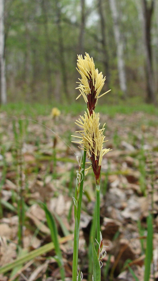 Image of Carex campylorhina specimen.