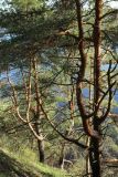 Pinus sylvestris. Нижние части взрослых деревьев. Псковская обл., Невельский р-н, окр. дер. Худоярово, побережье оз. Езерище, склон зап. экспозиции высокой гряды, роща из сосны (Pinus sylvestris). 02.05.2024.