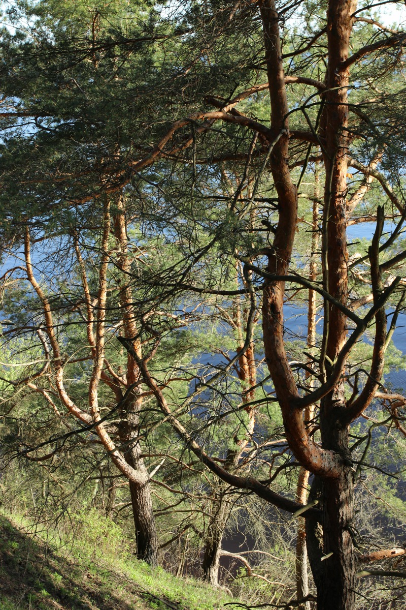 Изображение особи Pinus sylvestris.