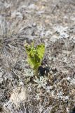 Botrychium lunaria