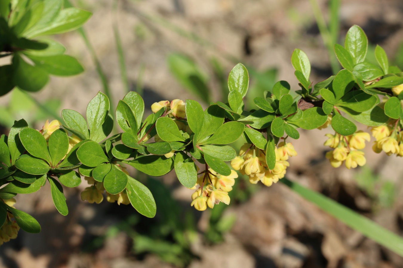 Image of Berberis thunbergii specimen.