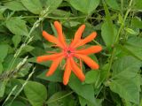 Lychnis fulgens