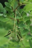 род Robinia