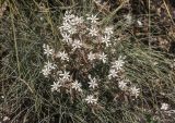 Sedum hispanicum