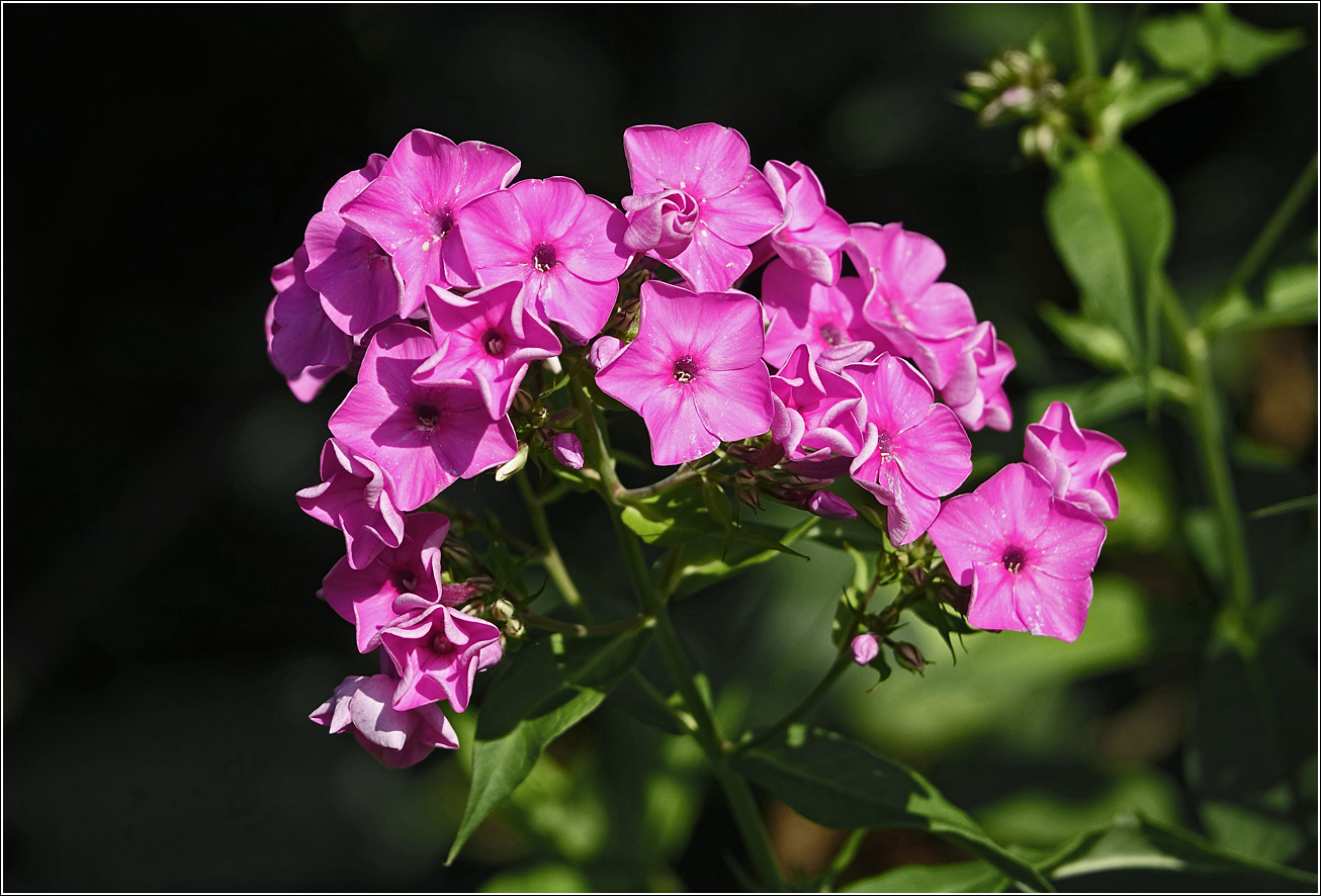 Изображение особи Phlox paniculata.