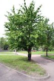 Padus maackii. Дерево в городском озеленении. Псков, Летний сад. 07.06.2006.