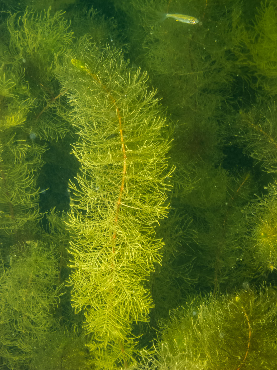 Изображение особи Myriophyllum verticillatum.