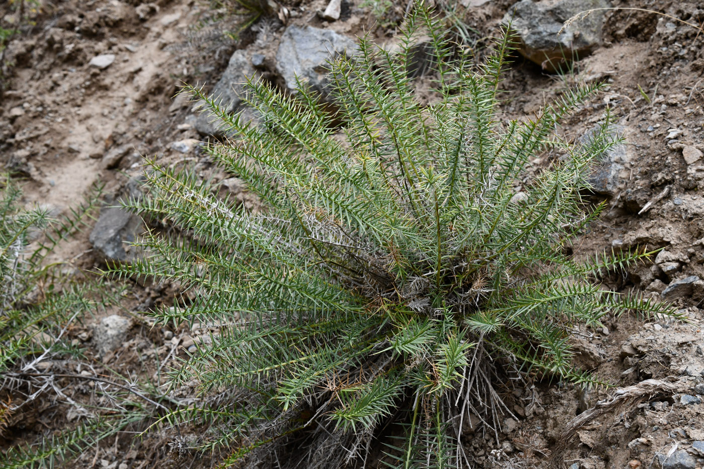 Image of Cousinia verticillaris specimen.