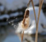 Typha elata. Вызревшее соплодие с разлетающимися плодами. Москва, Кузьминский лесопарк, экологическая тропа. 08.03.2011.