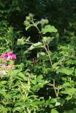Arctium lappa