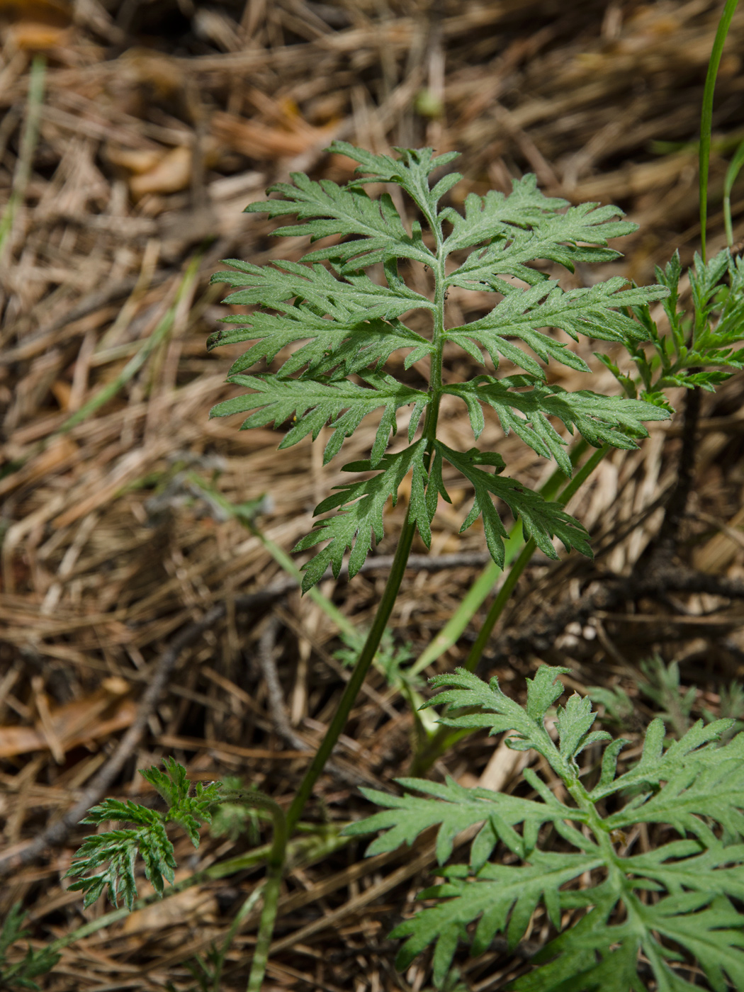 Image of Artemisia latifolia specimen.