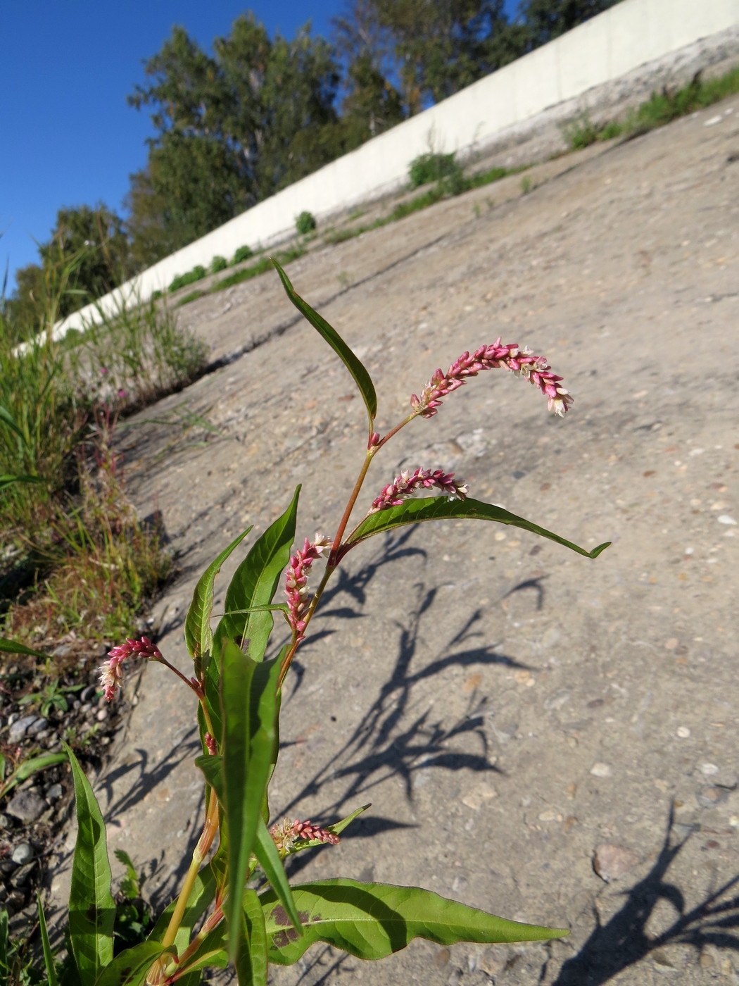 Image of Persicaria lapathifolia specimen.