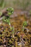 Scleranthus verticillatus. Цветущие растения. Крым, Севастополь, окр. с. Черноречье, можжевеловое редколесье. 19.04.2025.