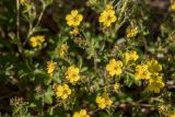 genus Potentilla. Верхушки побегов с цветками и бутонами. Ростовская обл., Кашарский р-н, окр. сл. Кашары, степной склон. 18.04.2025.