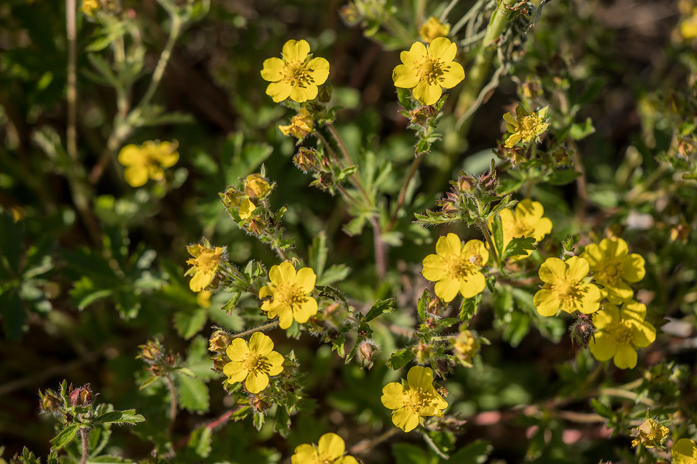 Image of genus Potentilla specimen.