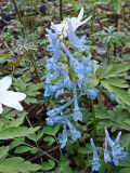 Corydalis ambigua. Соцветия. Хабаровский край, окр. г. Комсомольск-на Амуре, дол. р. Силинка. 07.05.2025.