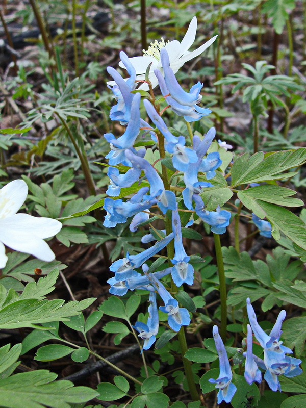 Image of Corydalis ambigua specimen.