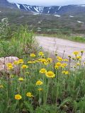 Tanacetum bipinnatum