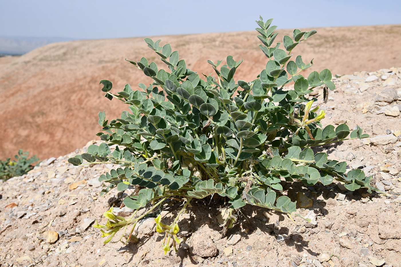 Image of genus Astragalus specimen.