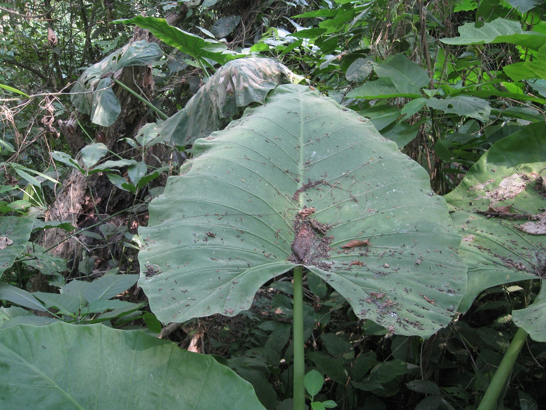 Image of Alocasia odora specimen.