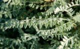 familia Fabaceae. Листья. Оренбургская обл., Саракташский р-н, Жёлтинский сельсовет, окр. Кандуровского карьера, зарастающий склон карьера. 29 мая 2024 г.