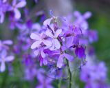 genus Hesperis. Цветки. Краснодарский край, Крымский р-н, окр. ст-цы Неберджаевская, гора Долгая, ≈ 300 м н.у.м., обочина горно-лесной дороги. 14.05.2025.