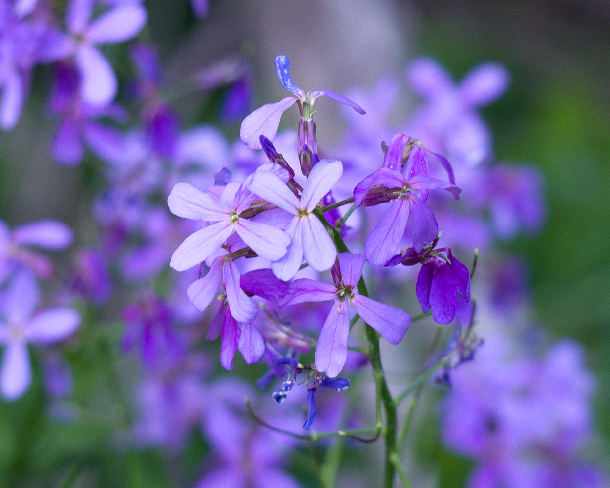 Image of Hesperis matronalis specimen.