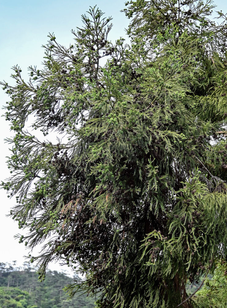 Image of Cryptomeria japonica specimen.