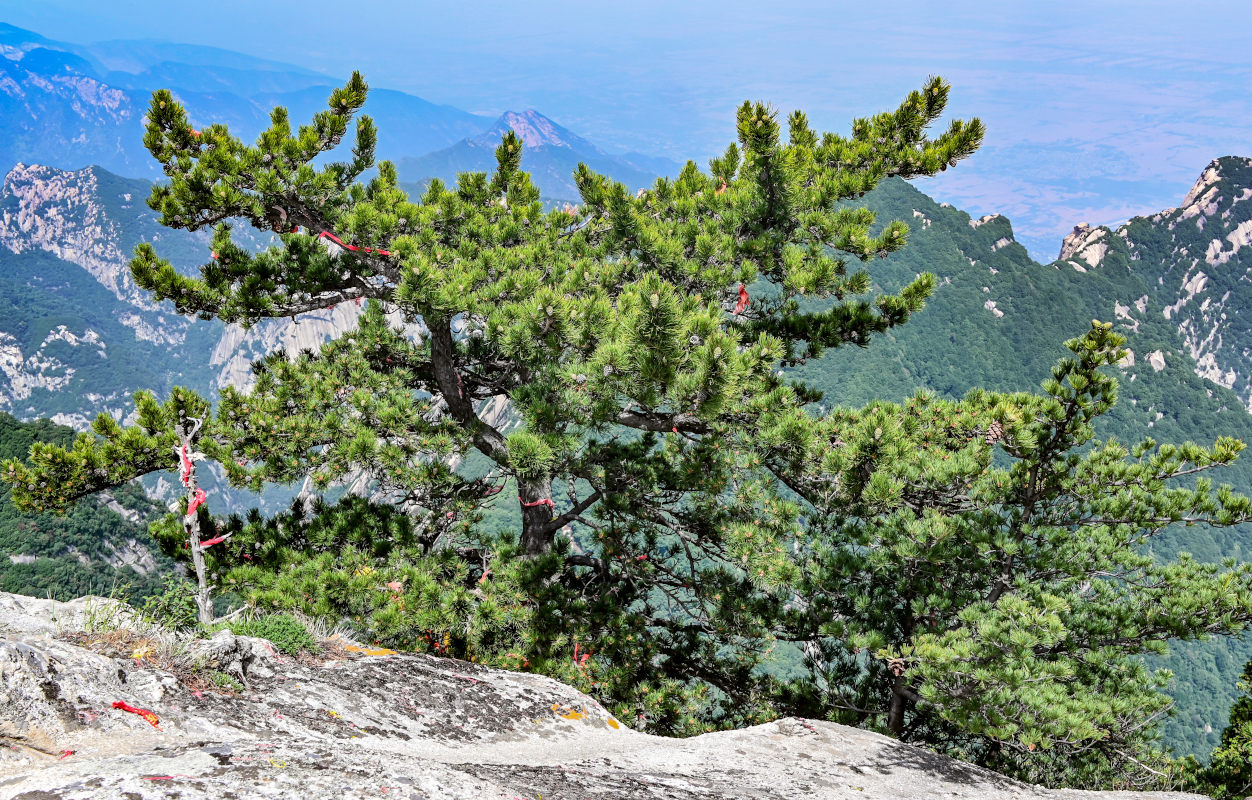 Изображение особи Pinus densata.
