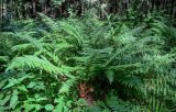 Dryopteris filix-mas