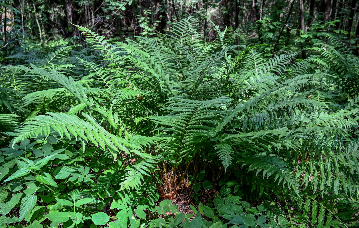 Image of Dryopteris filix-mas specimen.