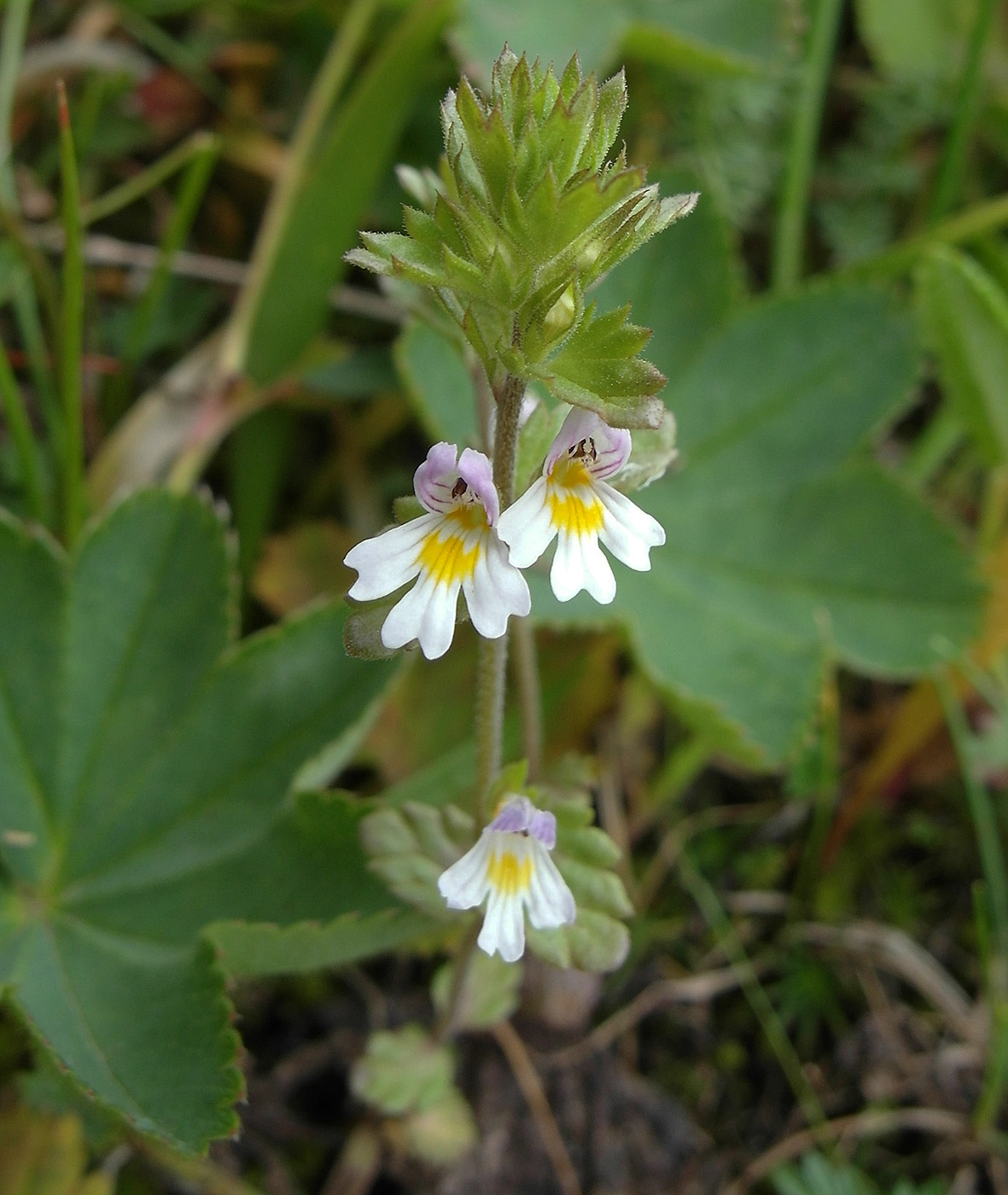 Image of Euphrasia regelii specimen.