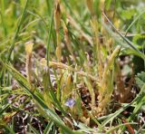 Gentiana aquatica