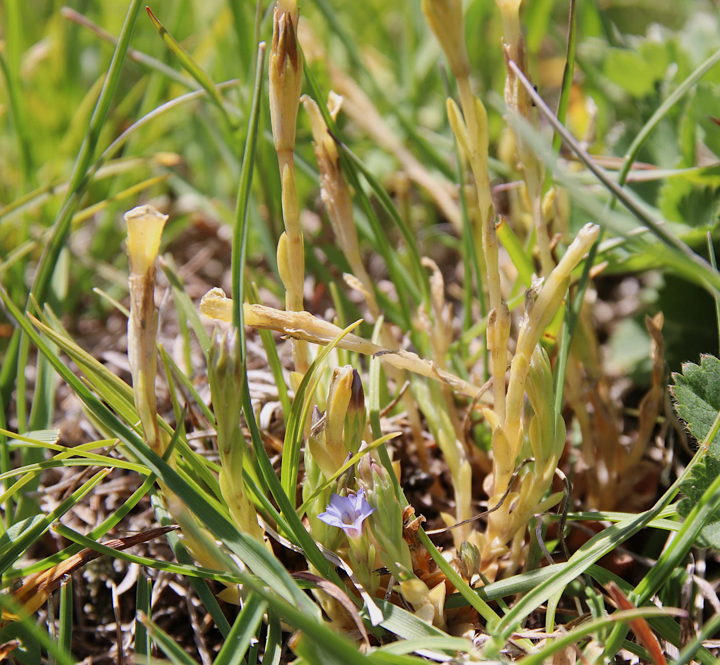 Изображение особи Gentiana aquatica.