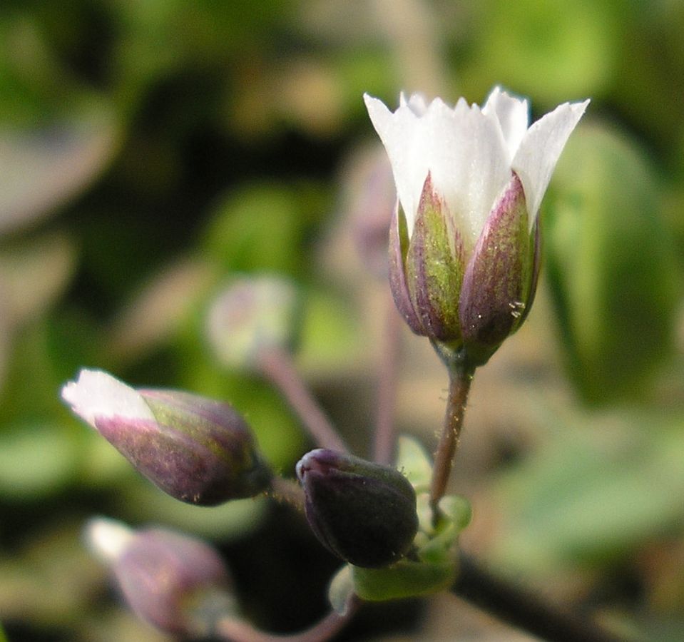 Image of Holosteum umbellatum specimen.