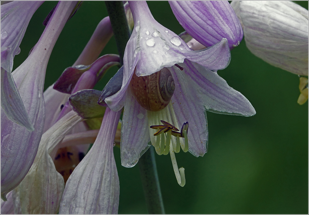 Image of Hosta fortunei specimen.