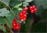 Ribes rubrum. Соплодия с созревающими плодами. Московская обл., Раменский р-н, окр. дер. Хрипань, садовый участок. 14.07.2025.
