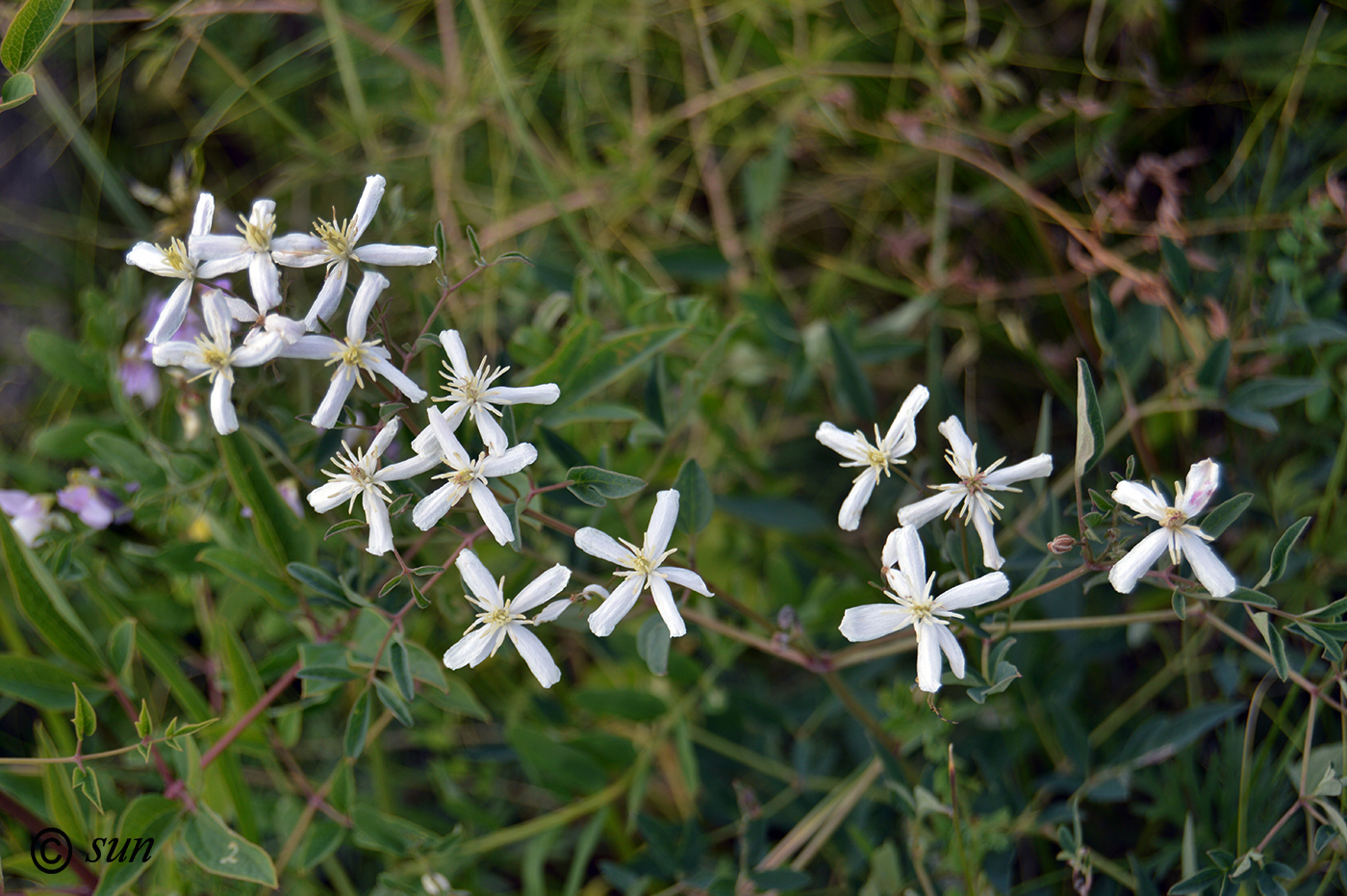 Изображение особи Clematis recta.