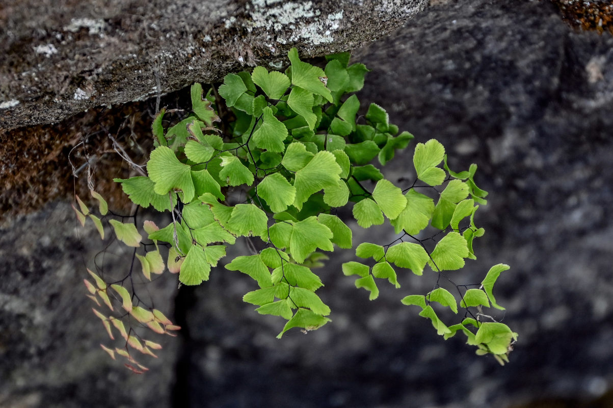 Изображение особи Adiantum capillus-veneris.