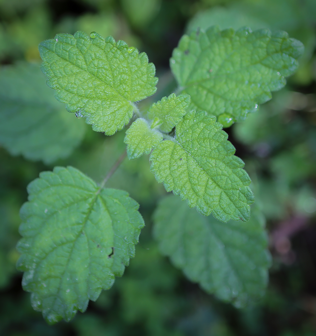 Image of Stachys sylvatica specimen.