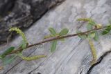 род Salix. Часть веточки с соплодиями. Турция, ил Ван, дер. Албайрак, выс. ок. 2000 м н.у.м. 23 мая 2025 г.