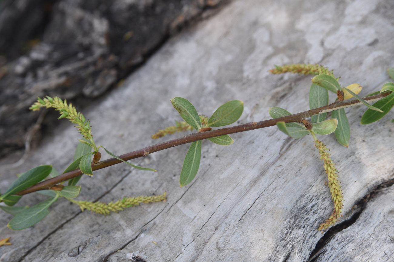 Изображение особи род Salix.